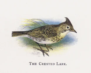 Allodola crestato